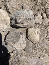 Sea Shell Fossils : Found 360 feet above sea level